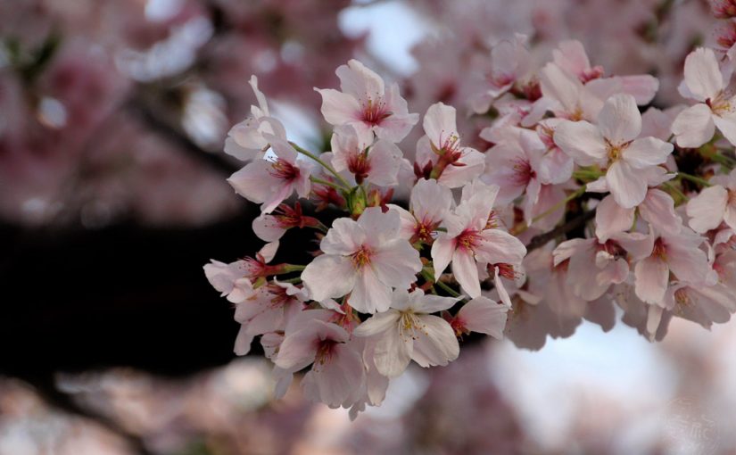 Japan (2017) - Zeit der Kirschblüte