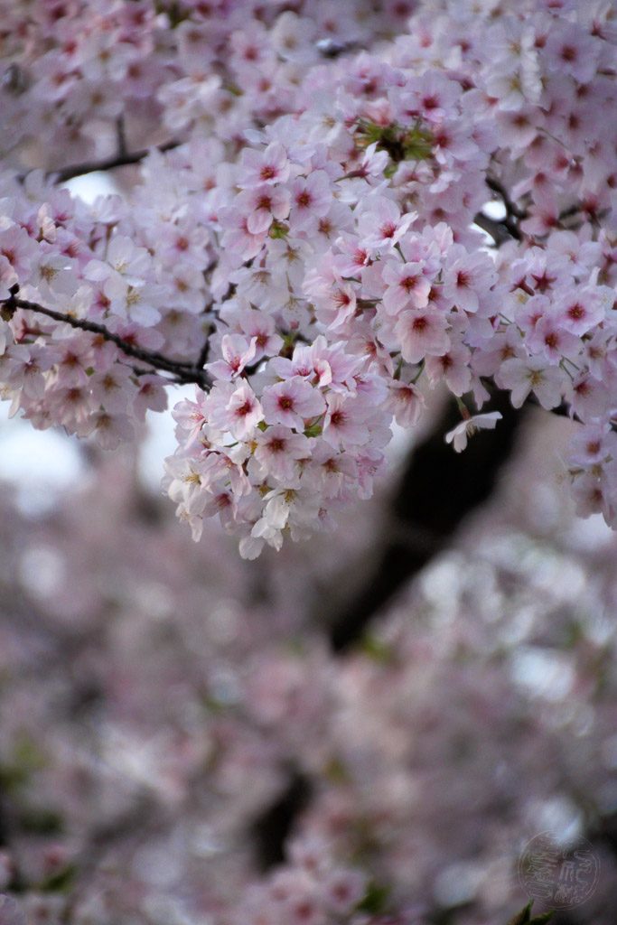 Japan (2017) - Zeit der Kirschblüte