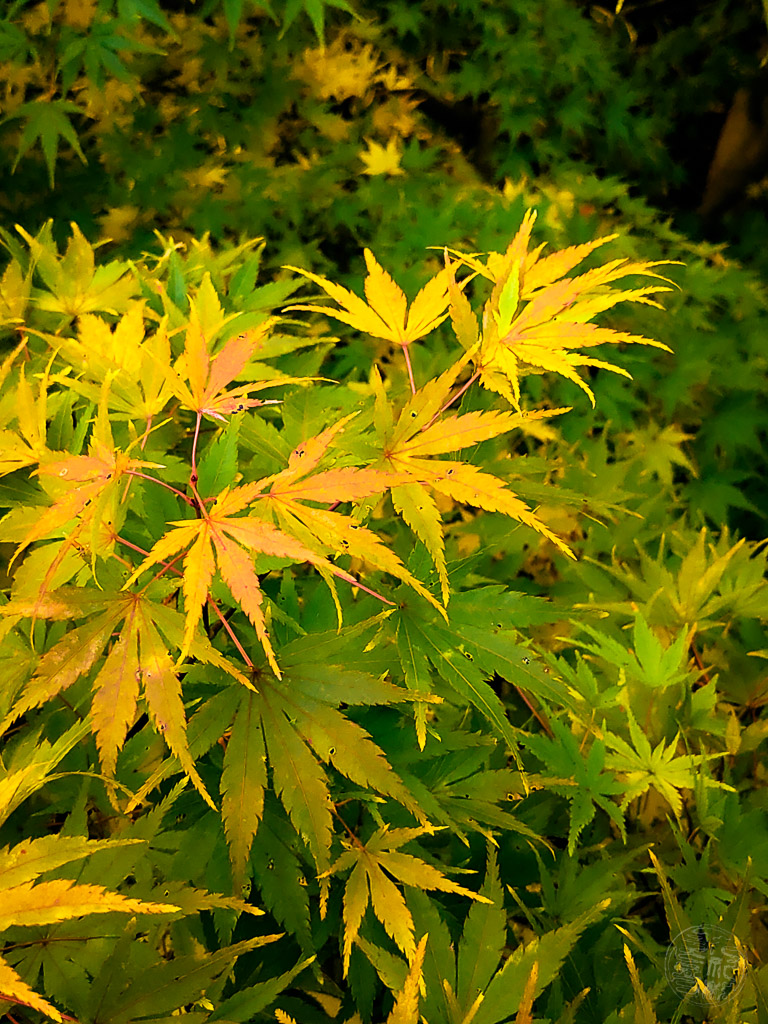 009 - Kobe Nunobiki Herb Gardens