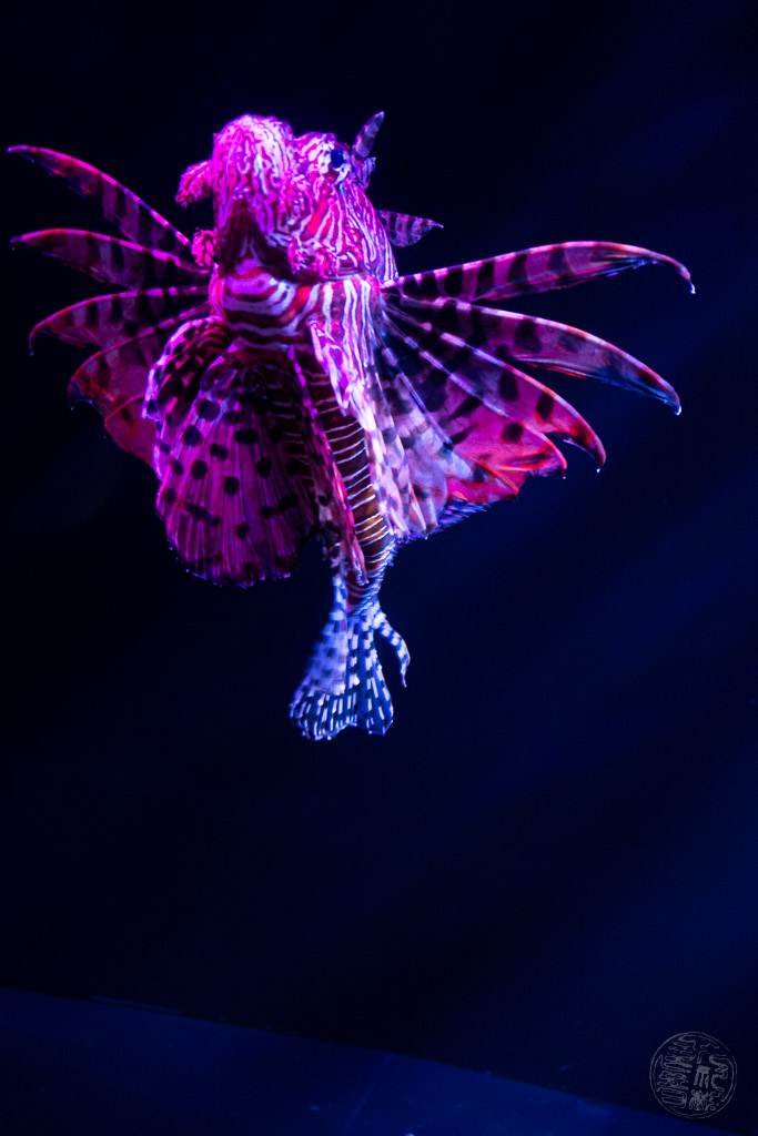 Japan (2019) - 045 Oita Umitamago Aquarium