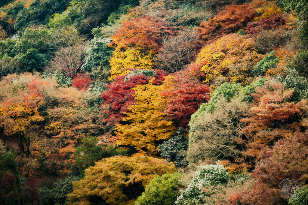 Japan (2022/23) -008 (T007) Arashiyama Affenpark Iwatayama