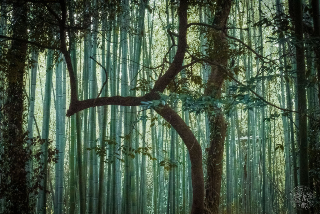Japan (2022/23) - 013 (t012) Kyoto - Arashiyama Bambuswald Pfad