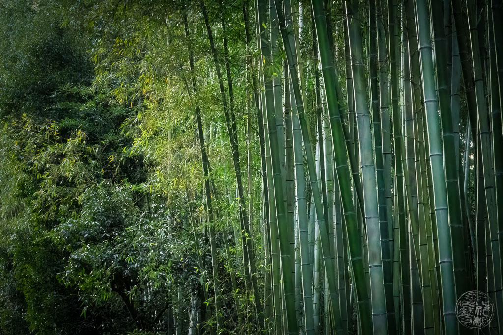 Japan (2022/23) - 013 (t012) Kyoto - Arashiyama Bamboo Forest Path