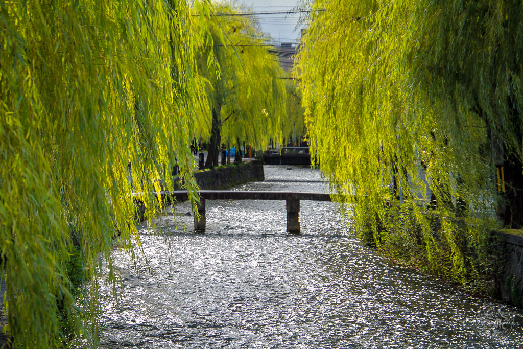 Japan (2022/23) - 017 (t018) Kyoto - Shirakawa River Walk zu Gion