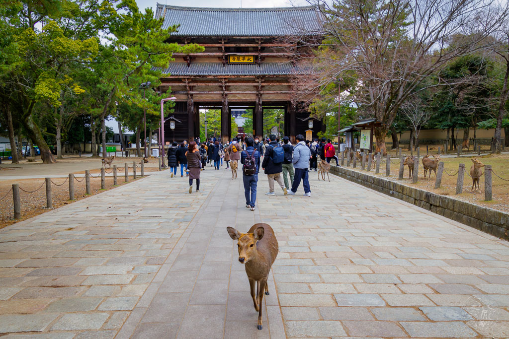Japan (2022/23 - Nara - Todai-ji Tempel - 20230106-132309-_A8A1375-Bearbeitet