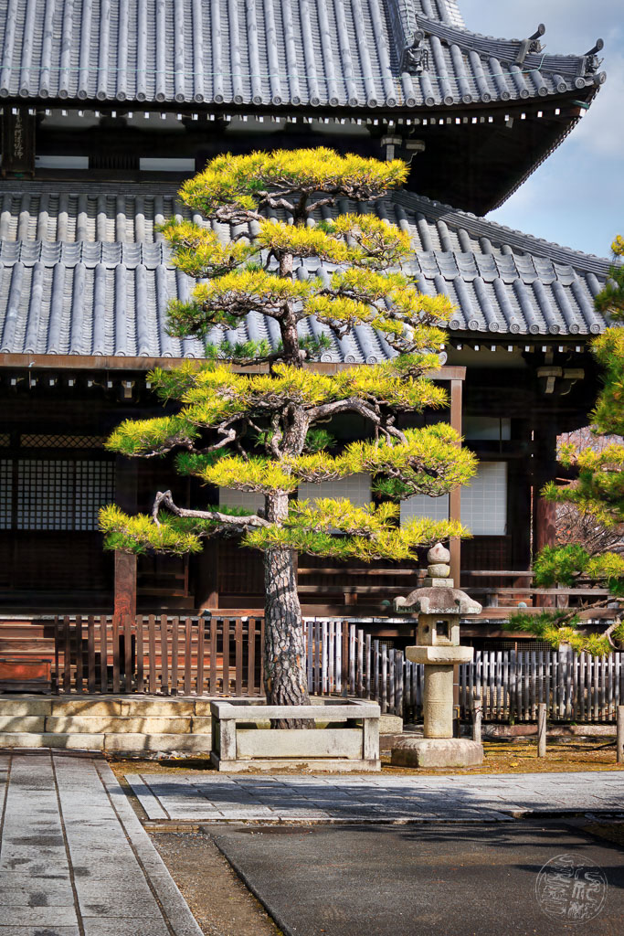 Japan (2022/23) - Kyoto - Jofukuji Tempel - 20230211-101643-_A8A7375-Bearbeitet