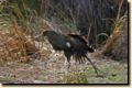 Tierwelt - Tasmanian Native Hen