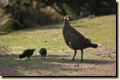 Tierwelt - Tasmanian Native Hen
