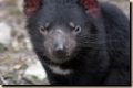 Mt Field NP - Tasmanischer Teufel
